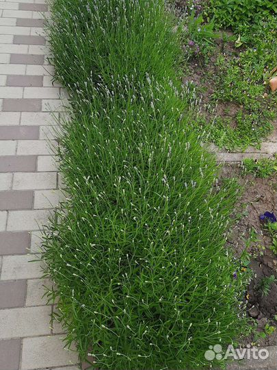 Лаванда узколитная, широколистная