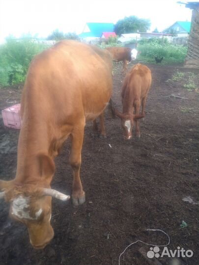 Корова дойная с теленком