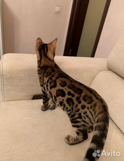 Бенгальский кот вязка