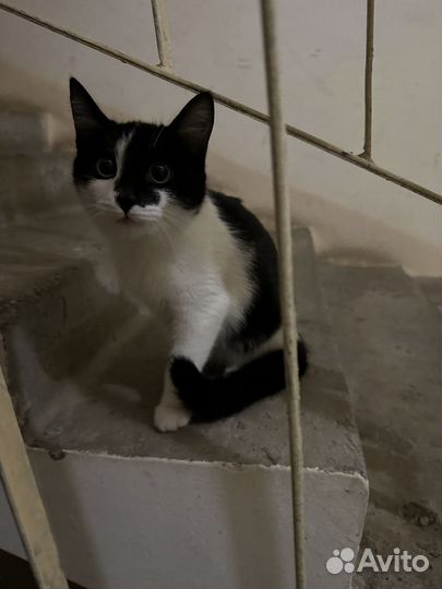 Котенок в добрые руки