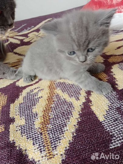 Британские котята