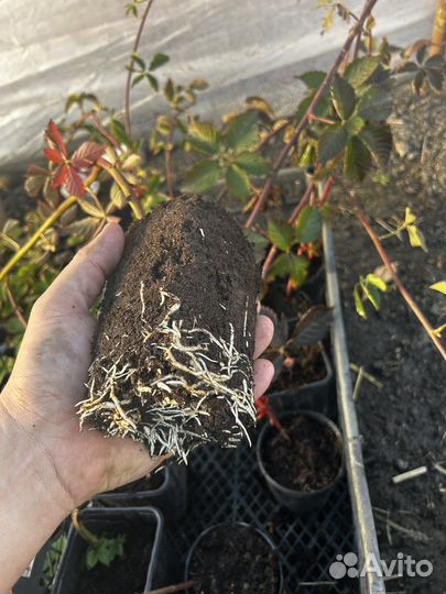 Саженцы ежевики