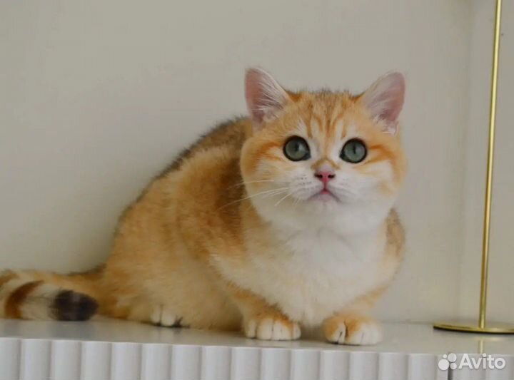 Зеленоглазый красавчик