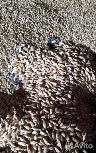 Фуражный овёс, Кормовой ячмень корма