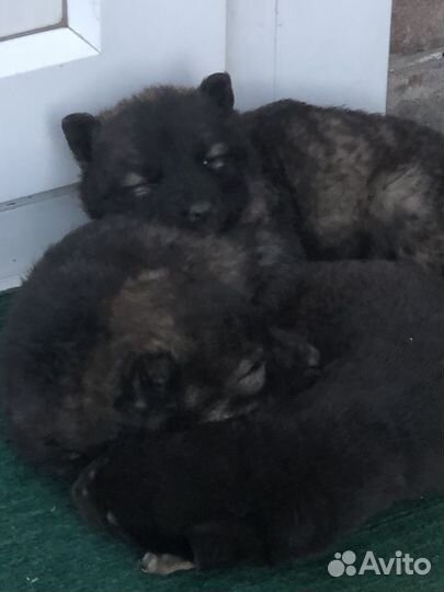 Маленькая собака