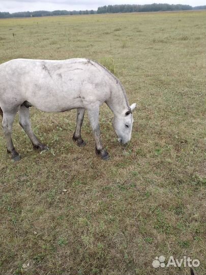 Продам жеребчика