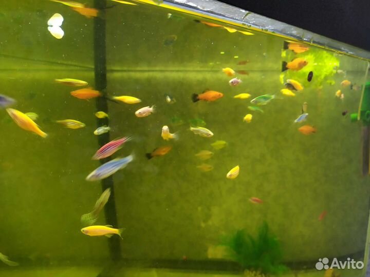 Аквариум