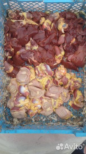 Куры бройлеры