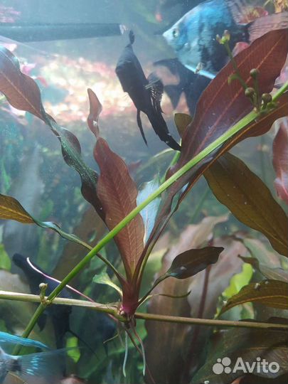 Аквариумные растения