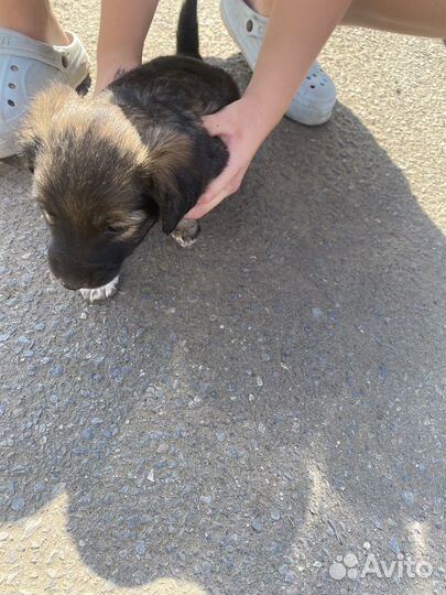 Щенки в добрые руки