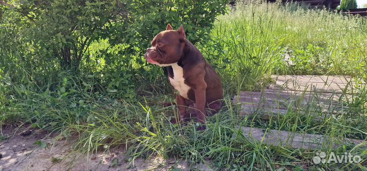 Счастливые булли