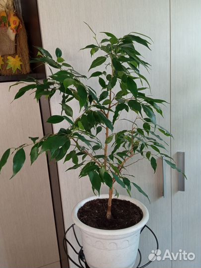Фикус Бенджамина Грин Кинки