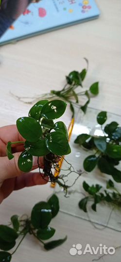 Аквариумные растения