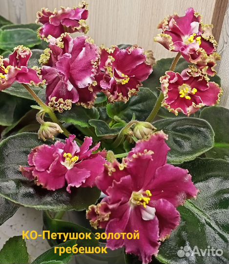 Сортовые фиалки детки, стартеры