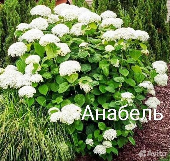 Гортензии саженцы