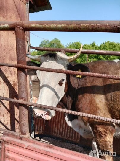 Продам молодую корову
