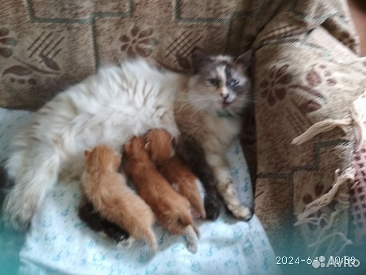 Рыжие котики