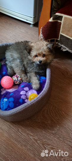 Померанский шпиц