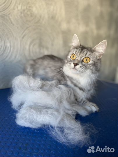 Груминг собак