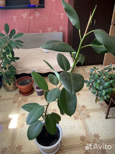 Продам цветок