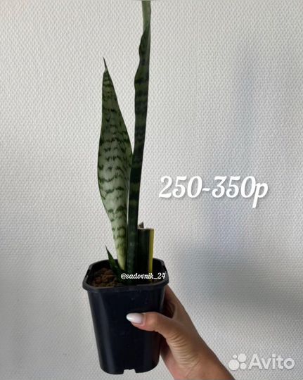 Комнатные растения среднего размера