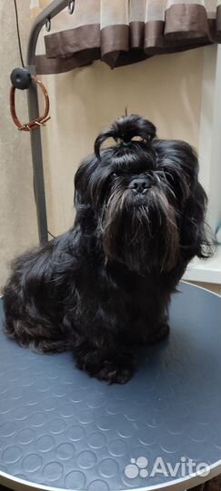 Мальчик шит-цу