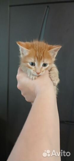 Котята отдам в добрые руки бесплатно