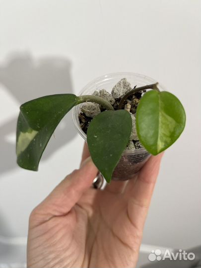 Хойя карноза триколор