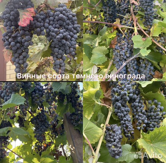 Виноград и саженцы садовых растений
