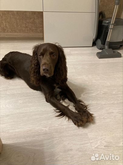 Русский спаниель вязка