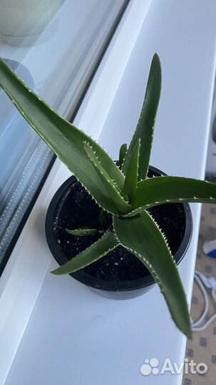 Цветок алоэ