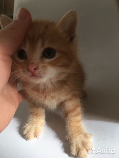 Рыжий котенок девочка