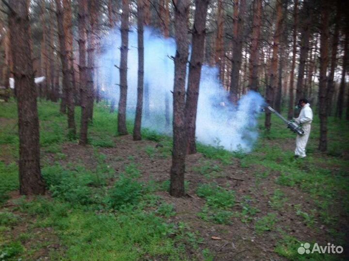 Дезинсекция