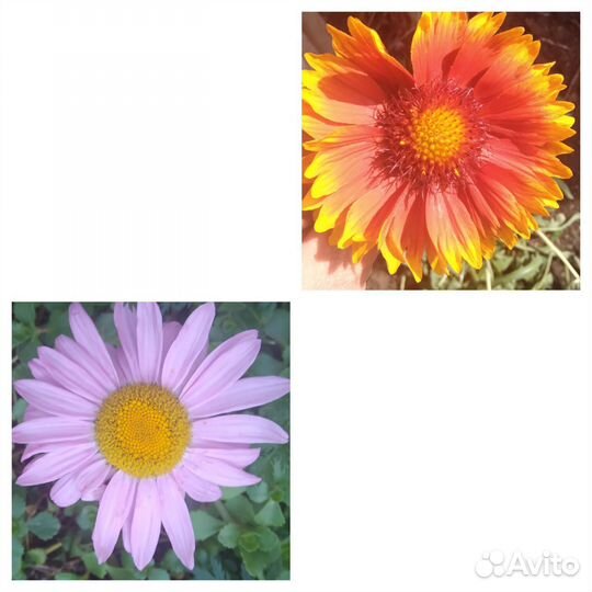 Многолетники.Спирея японская