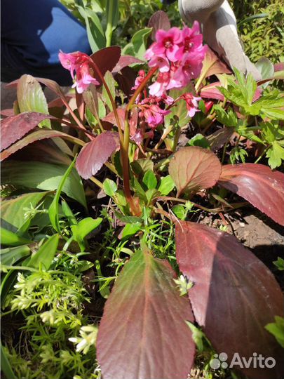 Садовые многолетники