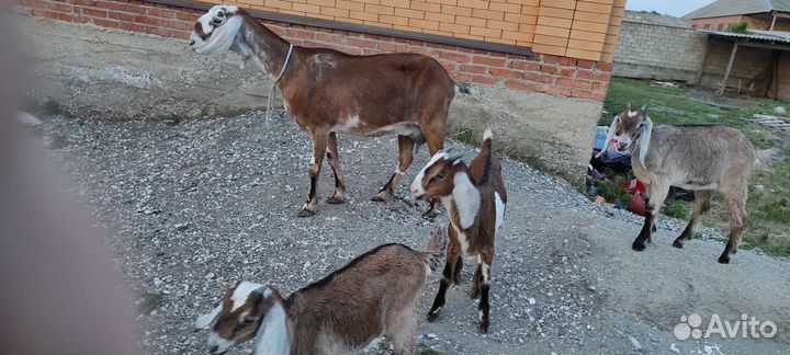 Козы ламанча