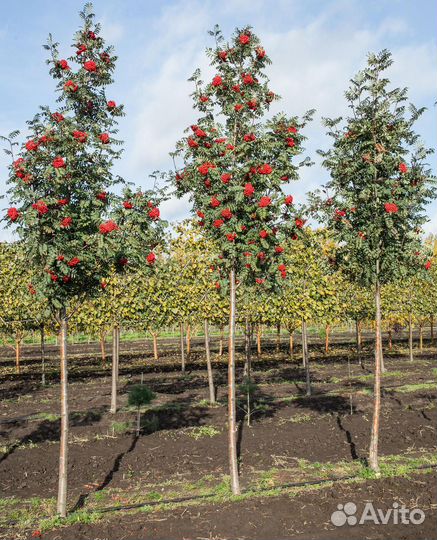 Рябина Шиервотер Сидлинг