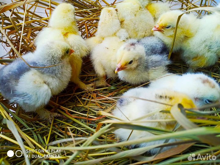 Цыплята брама домашние и падуаны