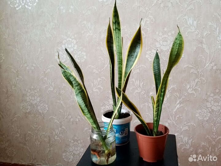 Сансевиерия