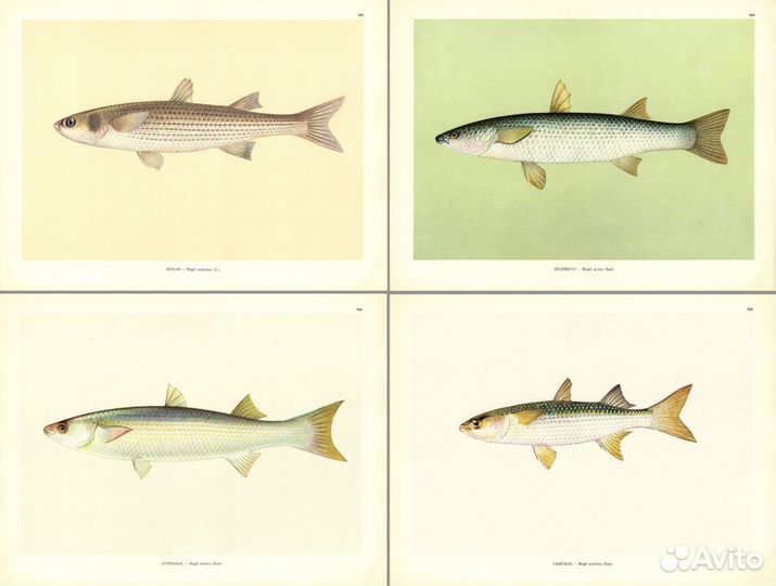 Литографии. Большие. Рыбы. Часть 3