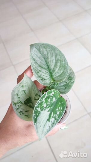 Сциндапсусы, эпипремнумы