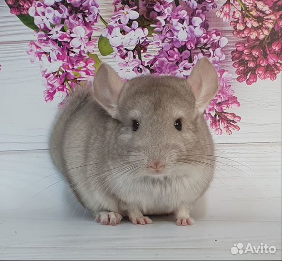 Шиншилла Мадлен