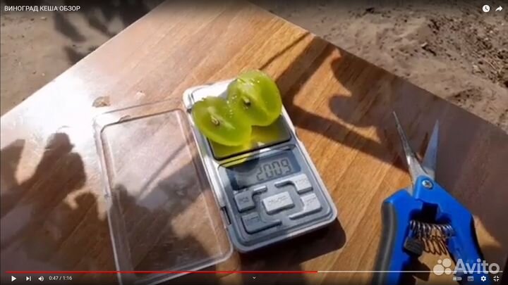 Черенки (чубуки ) винограда модные.и классика