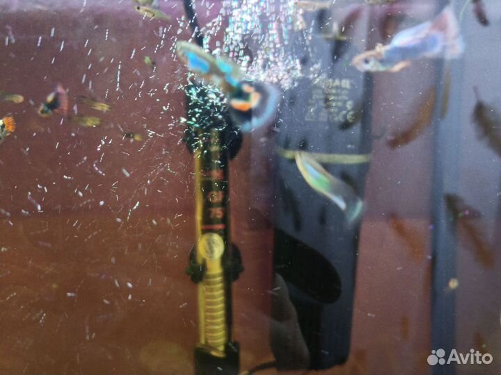 Рыбки гуппи