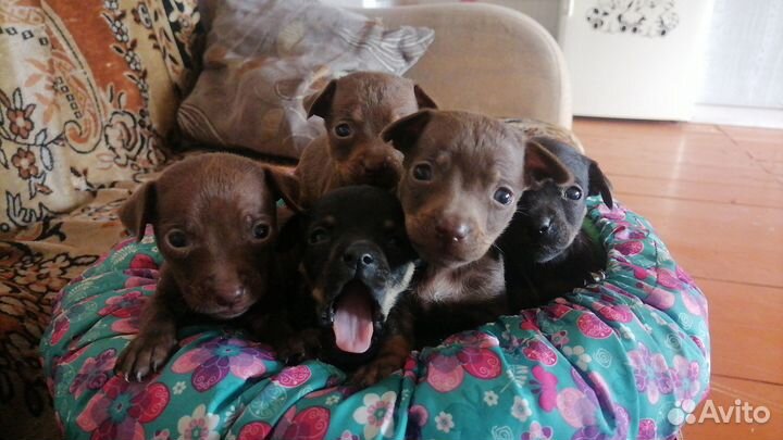 Продам щенков той терьера