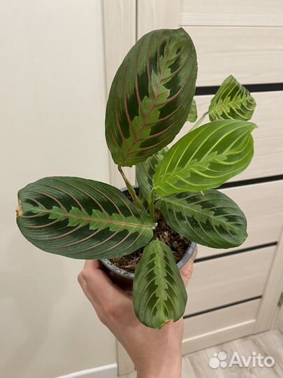 Маранта триколор Фасцинатор 12/40