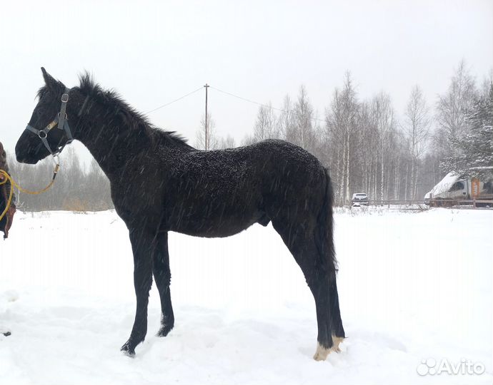 Орловские рысаки