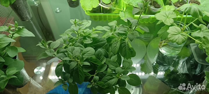 Рассада петунии