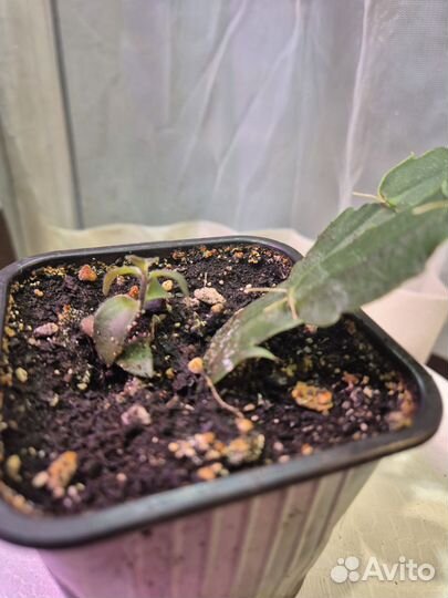 Комнатные растения цветы