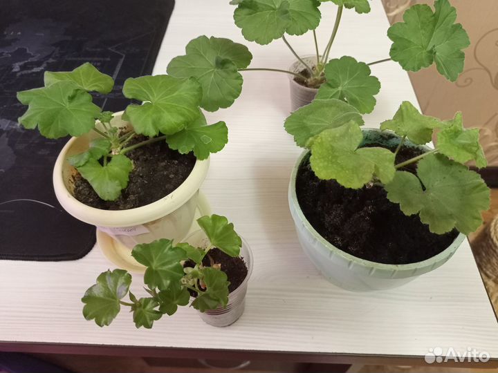 Пеларгонии в горшках,молодые большие растения